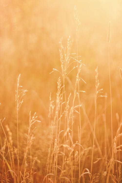 Безкоштовне стокове фото на тему «бур'ян, жито, Захід сонця»