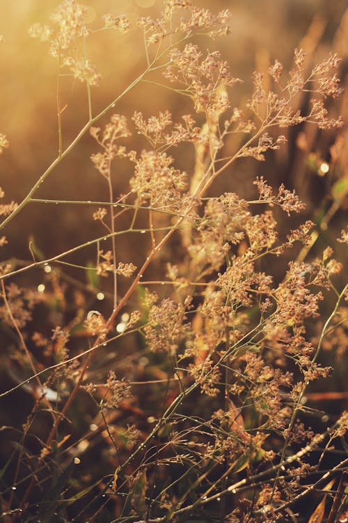 Immagine gratuita di avvicinamento, impianti, natura