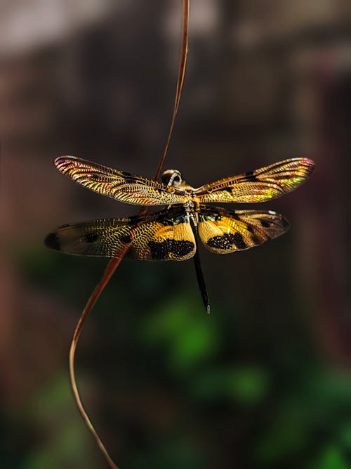 Fotos de stock gratuitas de alas, de cerca, fotografía de insectos