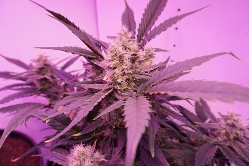 Free stock photo of cannabis, plant Stock Photo
