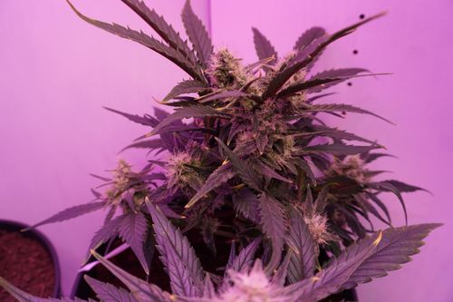 Free stock photo of cannabis, plant Stock Photo