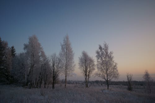 Frosty Field and Trees at Sunset 