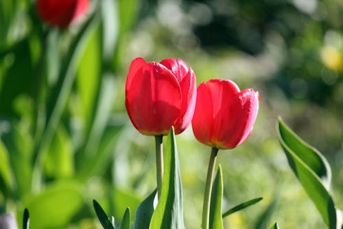 Close-Up Shot of Red Tulips