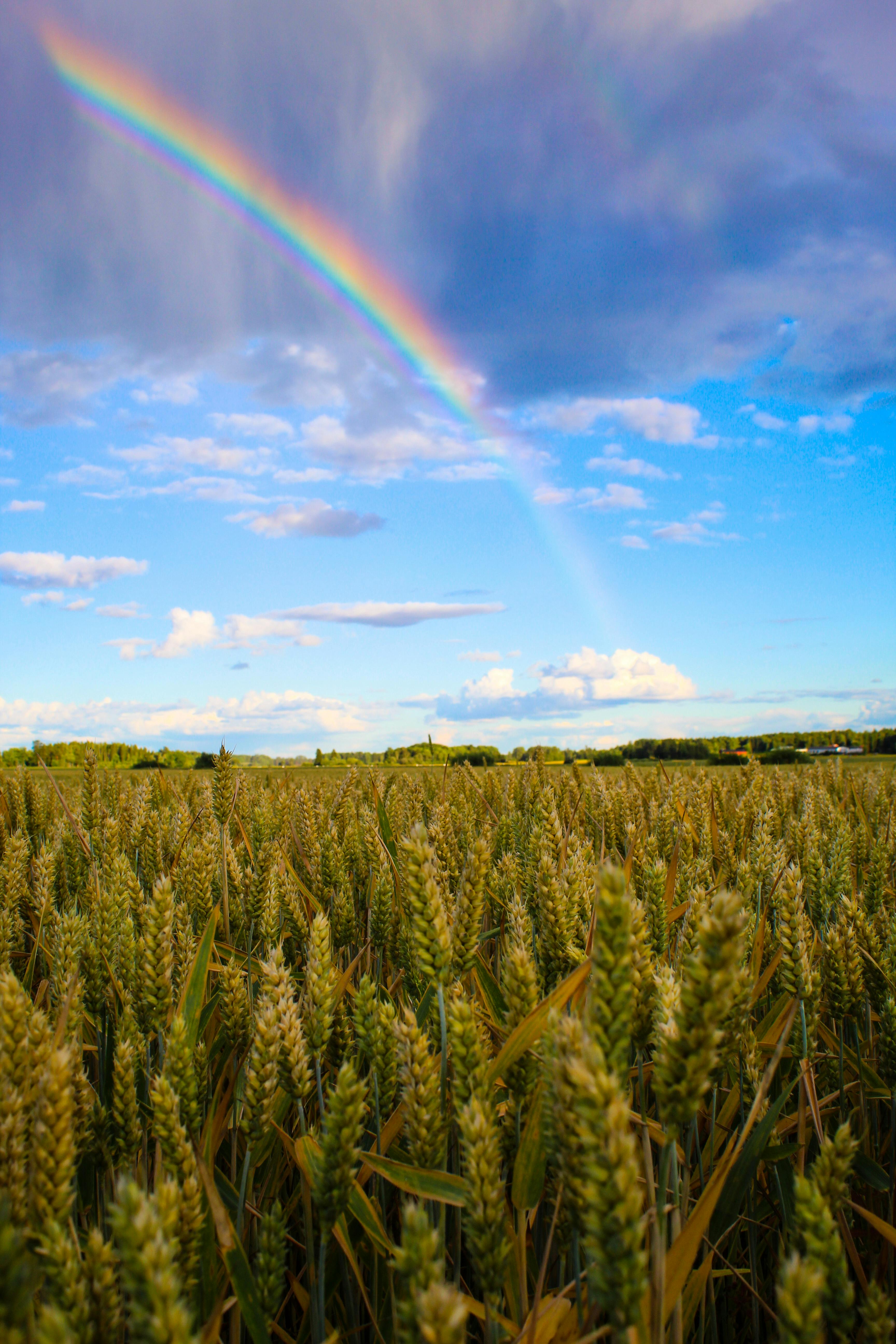 A scenic wheat field in Sweden with a vibrant rainbow under a blue sky and scattered white clouds.