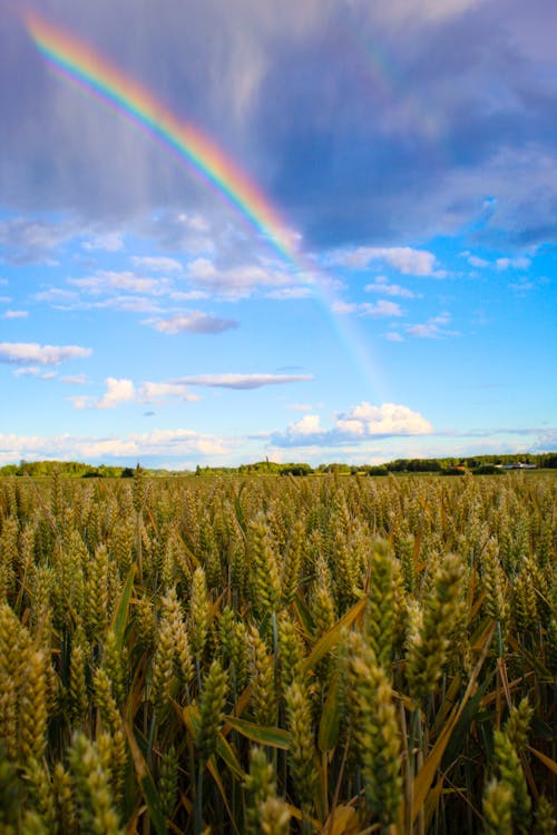 Free A Wheat Field Under Blue Sky With Rainbow Stock Photo