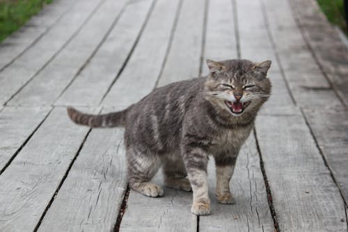 Foto profissional grátis de gato branco e marrom