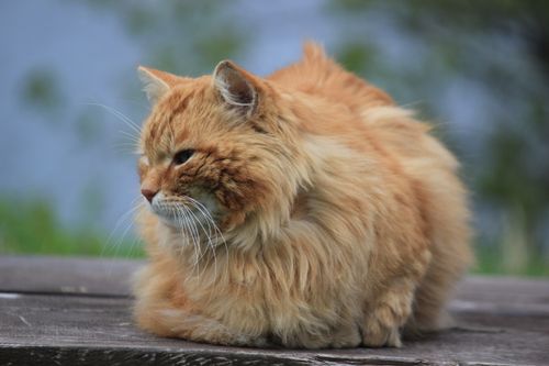 Free A fluffy ginger cat lounging on a wooden surface with a serene outdoor backdrop. Stock Photo