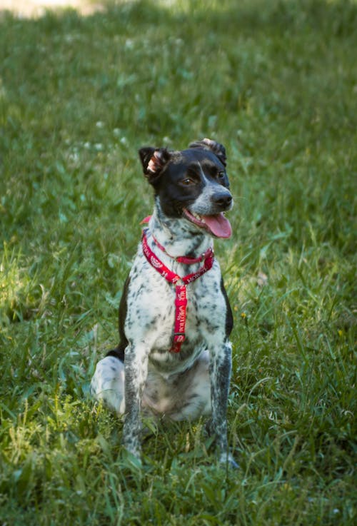 Free stock photo of dog, dog photography, dog portrait