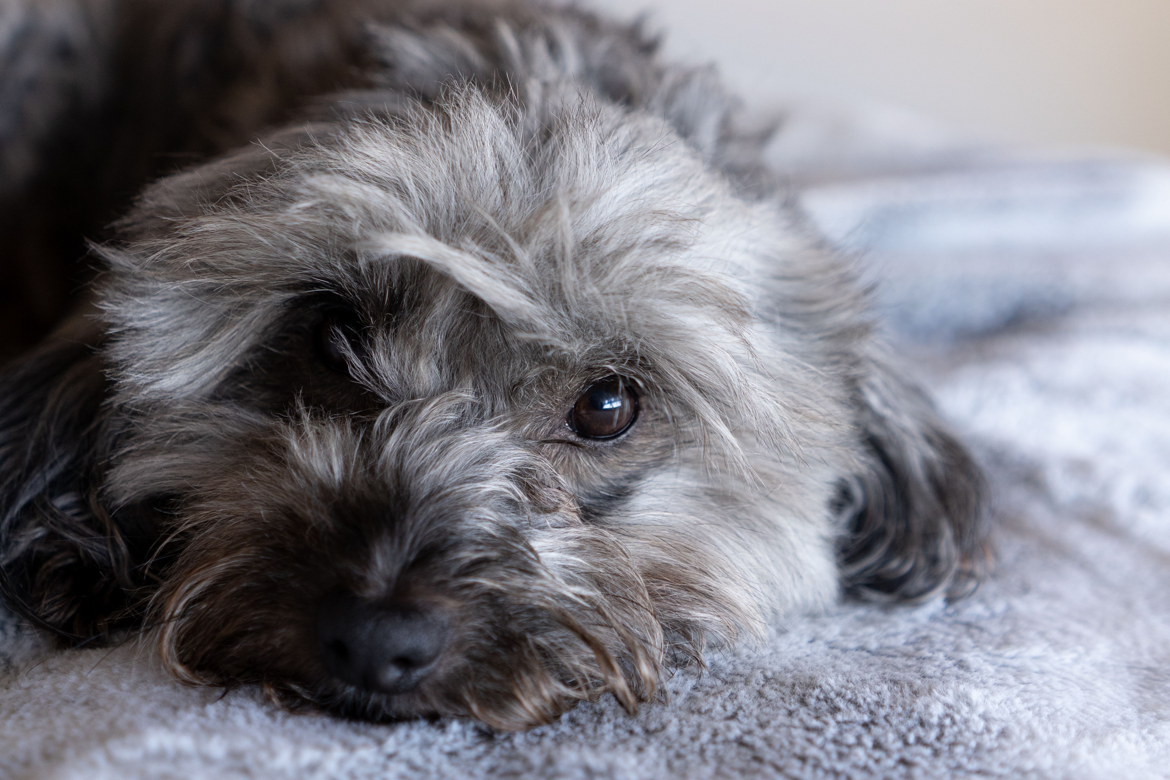 Snuggly Paws Metal Dog Grooming Comb - 7.5" Stainless Steel, Dual-Sided Teeth For Detangling &amp; Finishing — Photo by Afons