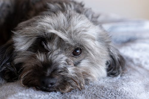 무료 개, 귀여운, 누워 있는의 무료 스톡 사진