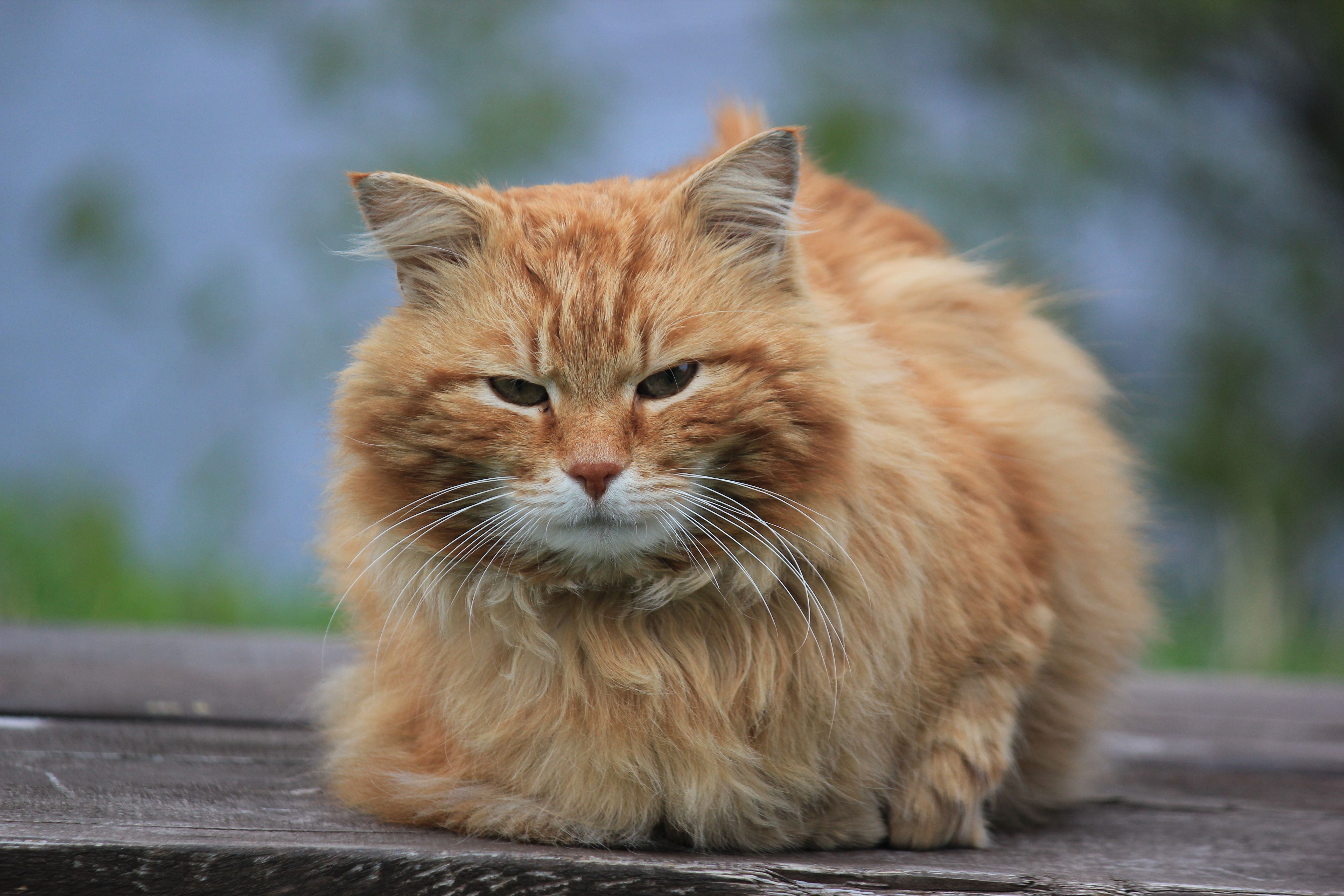 A Cute Cat on a Wooden Table · Free Stock Photo