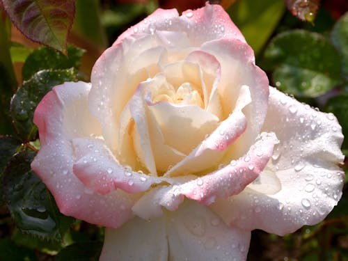 A Close-up Shot of a Rose in Full Bloom with Water Droplets