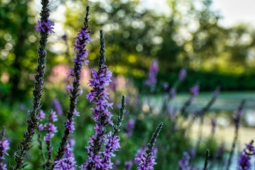 Shallow Focus of Purple Loosestrife Flowers