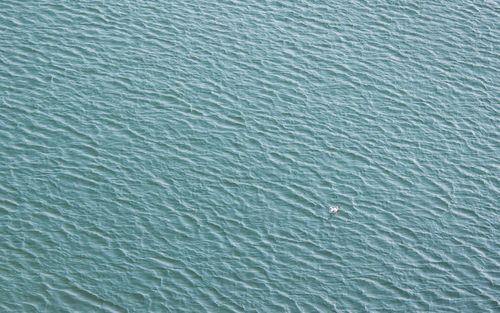 Free A tranquil aerial view of the ocean with a solitary seagull floating on the water. Stock Photo