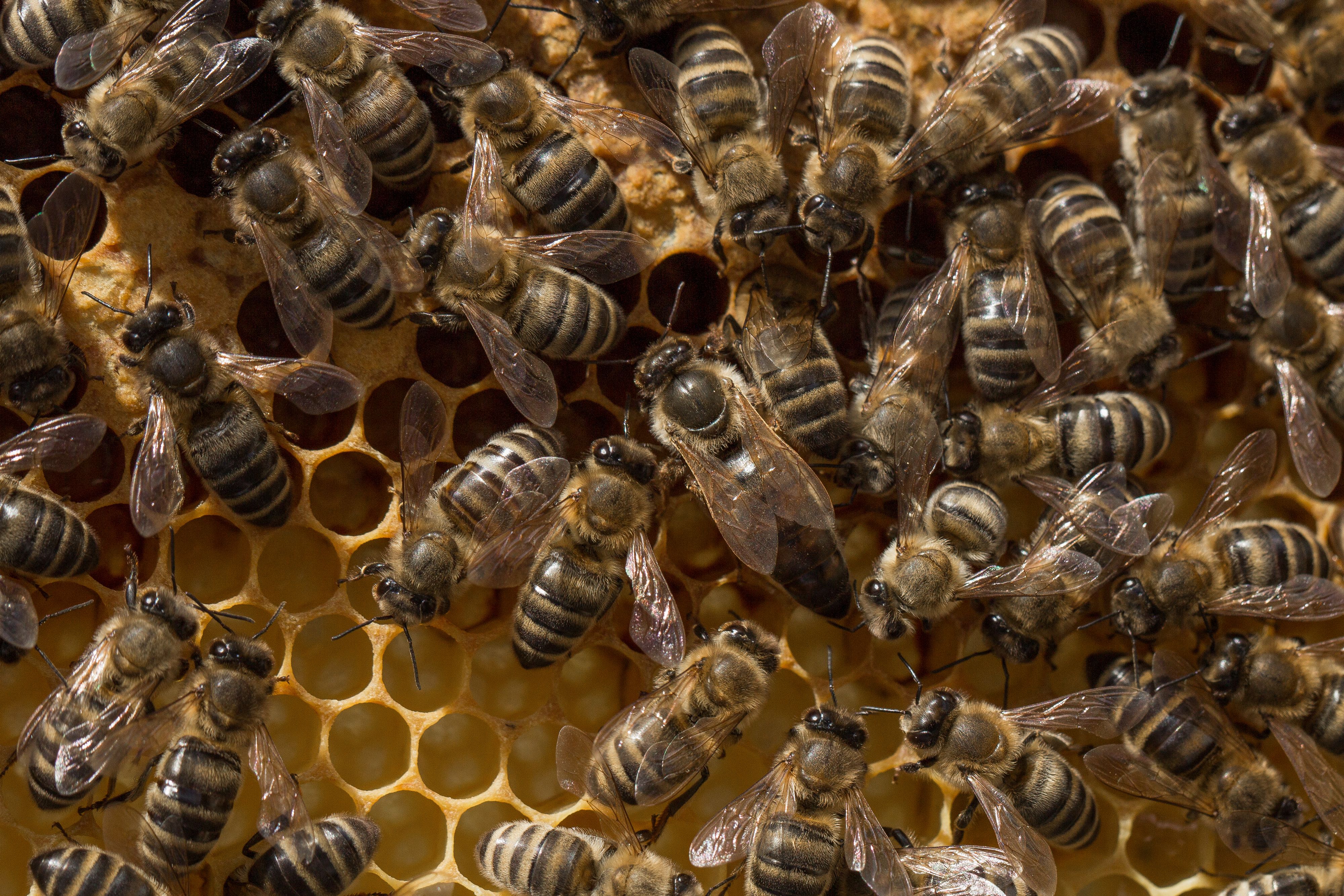 Free Stock Photo Of Bee Honey Honey Bee