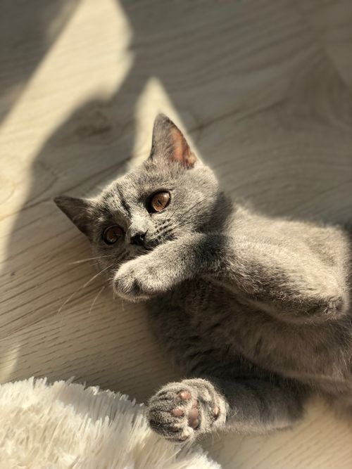 Free A cute gray domestic cat lying on a sunlit wooden floor, showcasing its soft fur and whiskers. Stock Photo
