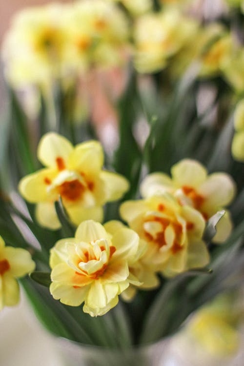 無料 黄色とオレンジ色の花びらの花のセレクティブフォーカス写真 写真素材