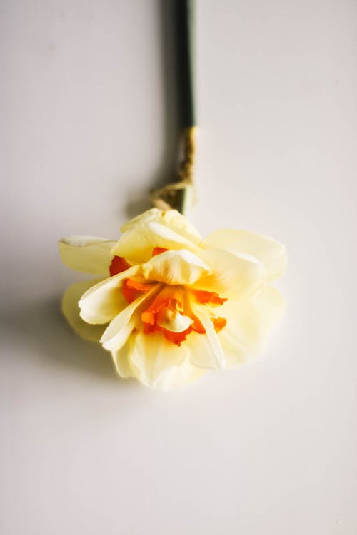 Selektive Fotografie Der Gelben Blütenblattblume