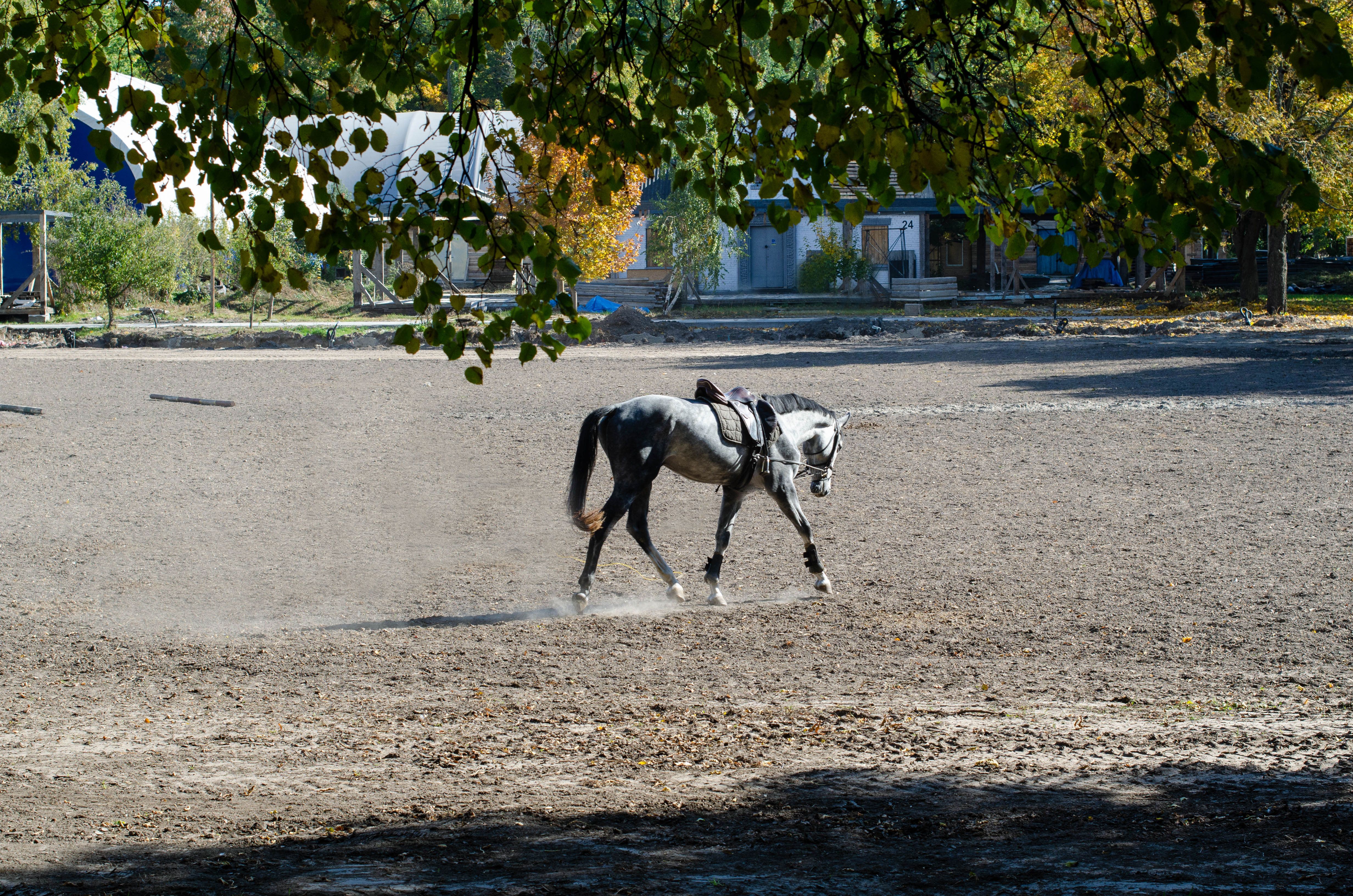 Pferd auf dem sonnigen Außenplatz