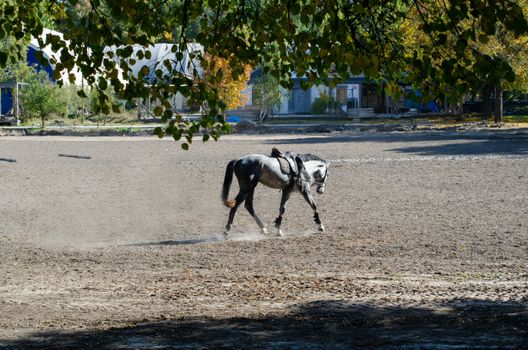 A serene grey horse walking in a sunlit outdoor arena with surrounding trees.