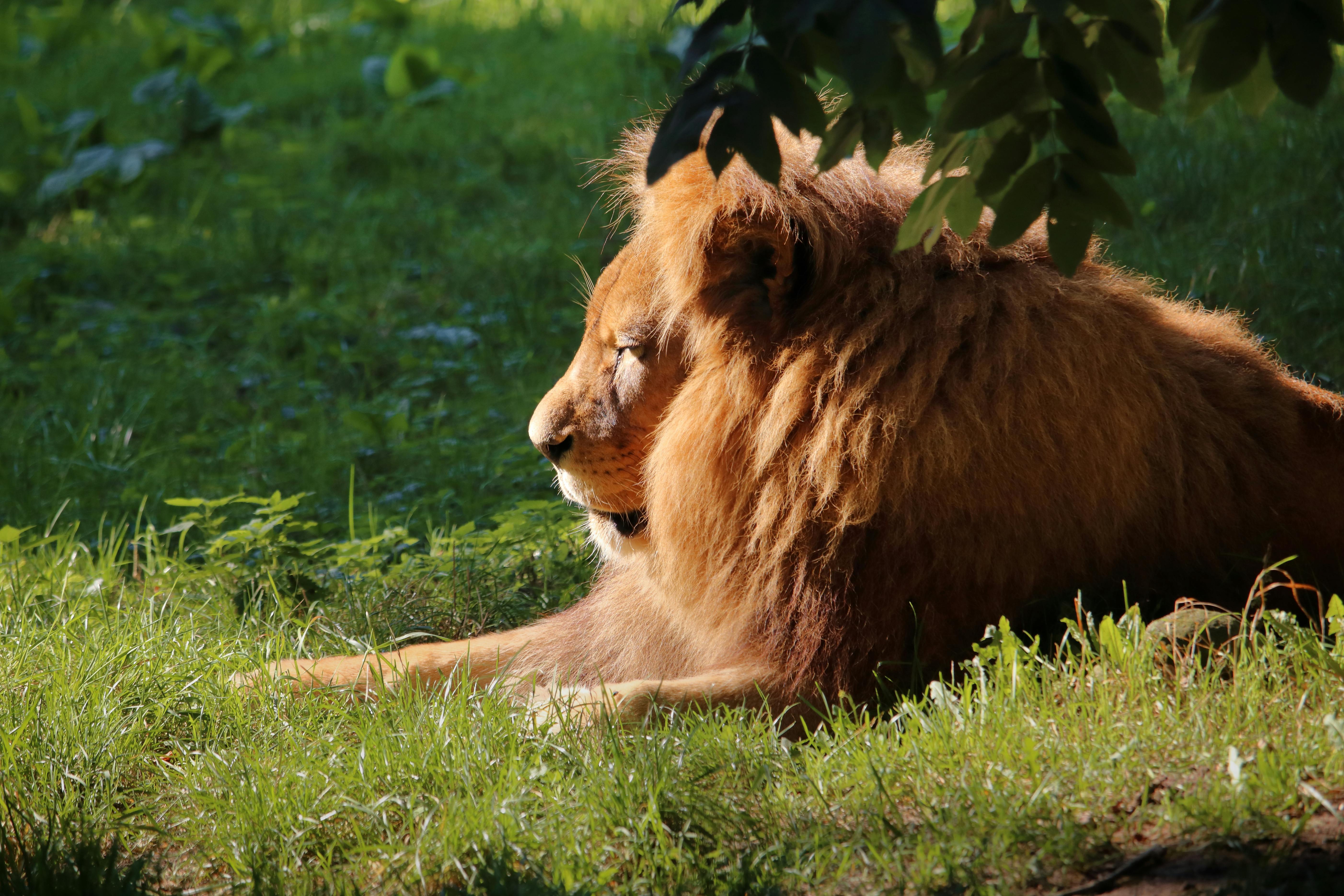 brown lion lying on green grass