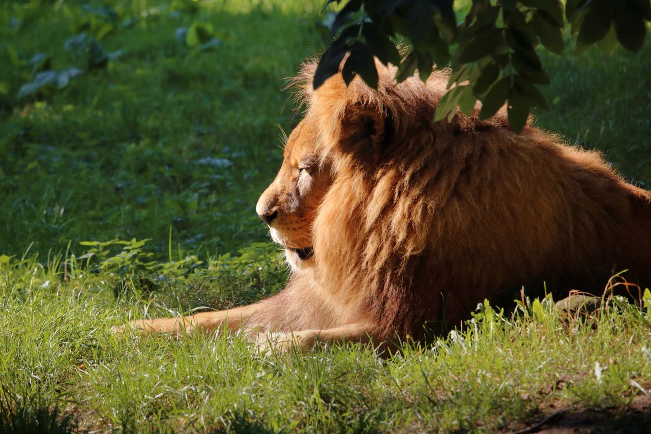a powerful lion lounging in the grass embodying wild beauty and streng