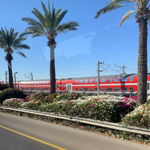 Fotos de stock gratuitas de ben gurion, buganvilla, carretera