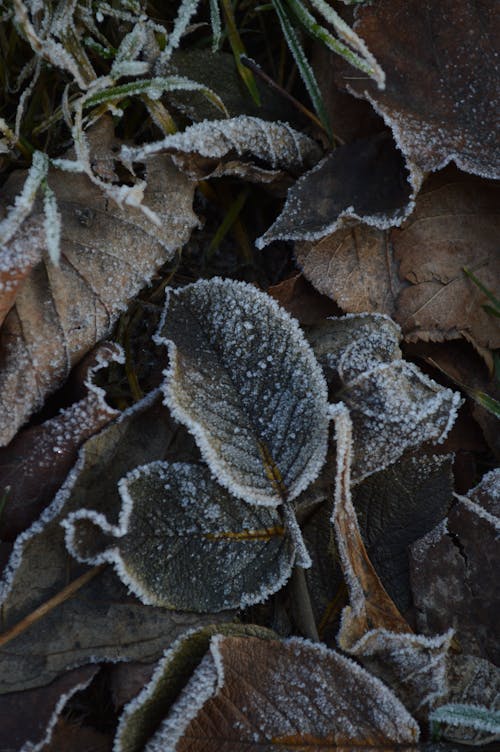 Fallen Leaves Covered in Frost