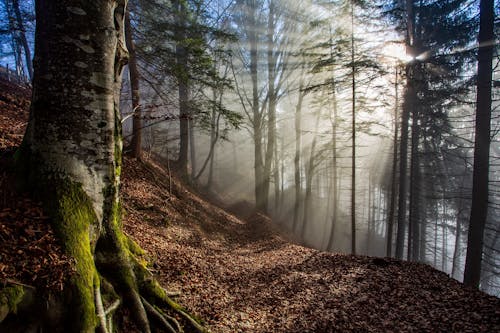 Foto d'estoc gratuïta de arbres, bosc, boscos