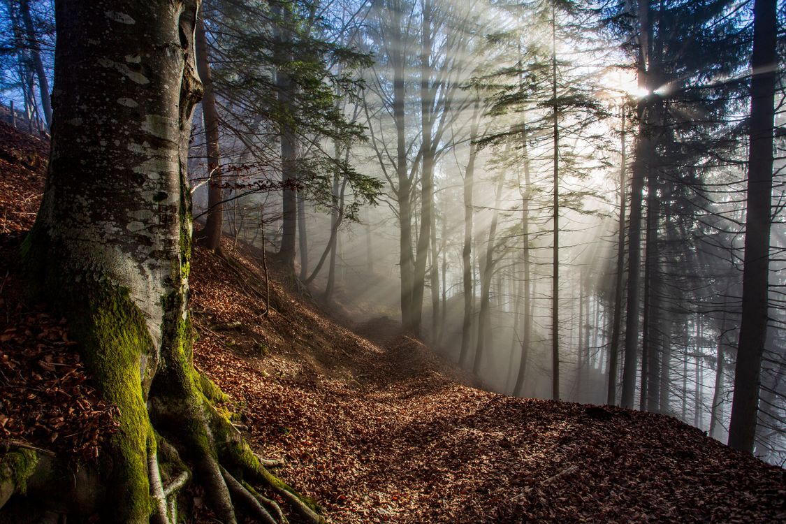 A Growing Trees in the Forest · Free Stock Photo