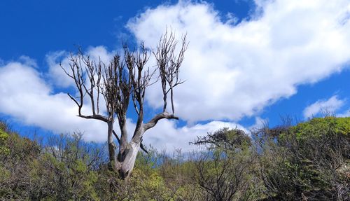 Free stock photo of dry, large tree, tree branches Stock Photo