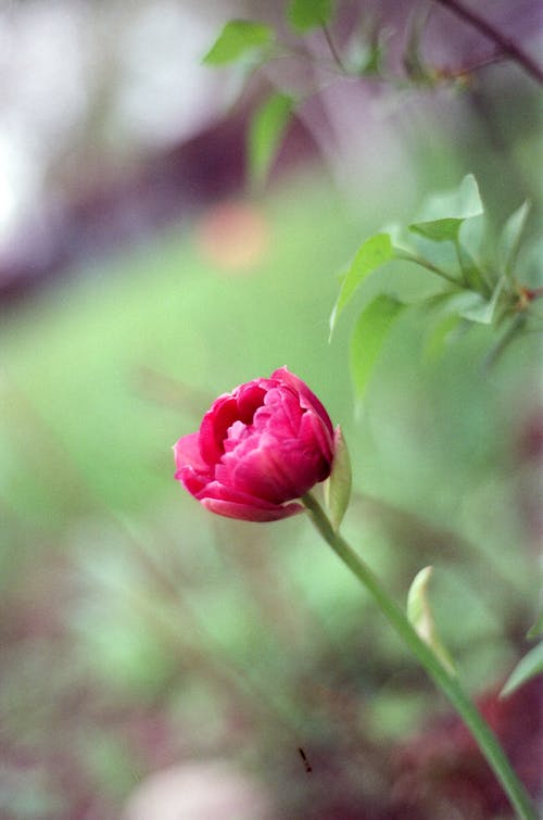 Gratis Fotos de stock gratuitas de flor rosa, flora, floración Foto de stock
