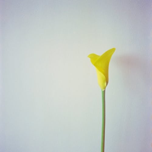 Imagine de stoc gratuită din a închide, calla crin, floare galbenă