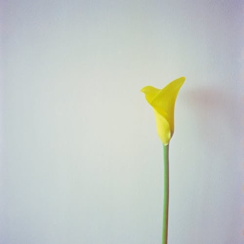 Kostnadsfri bild av blomfotografi, calla lilja, flora