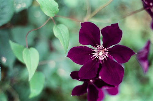 A Purple Flower in Full Bloom with Green Leaves