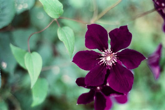 Vibrant purple clematis flower with green leaves and a blurred background, showcasing natural beauty.