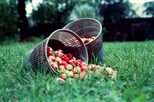 Autumn Harvest Tips for Stress-Free Picking Days