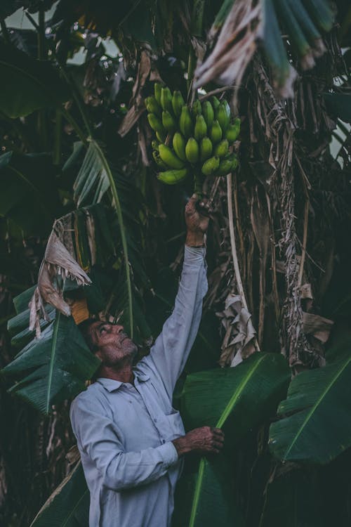 Persona Alcanzando La Fruta Del Banano