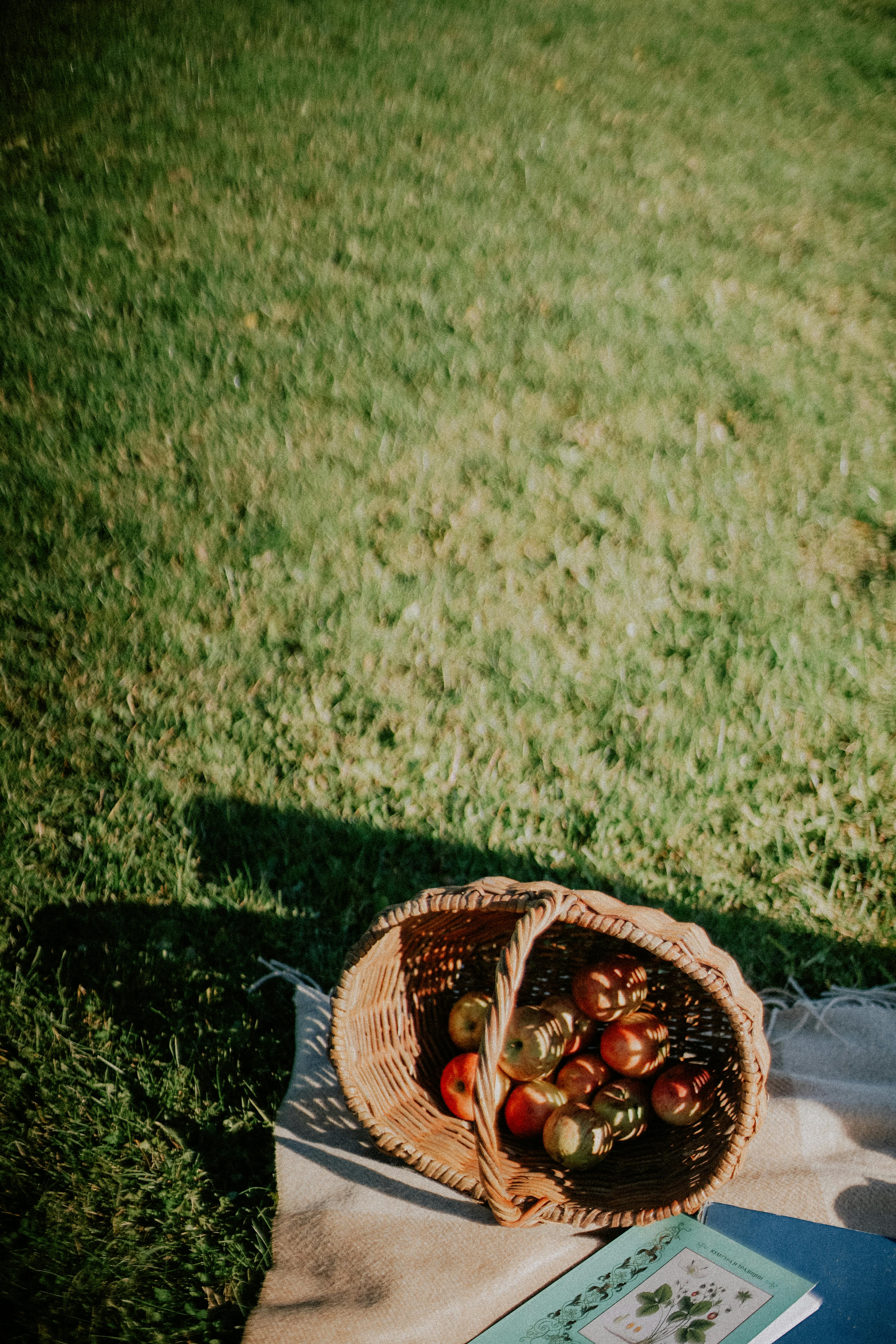 A wicker basket filled with fresh apples on a picnic blanket in a grassy meadow.