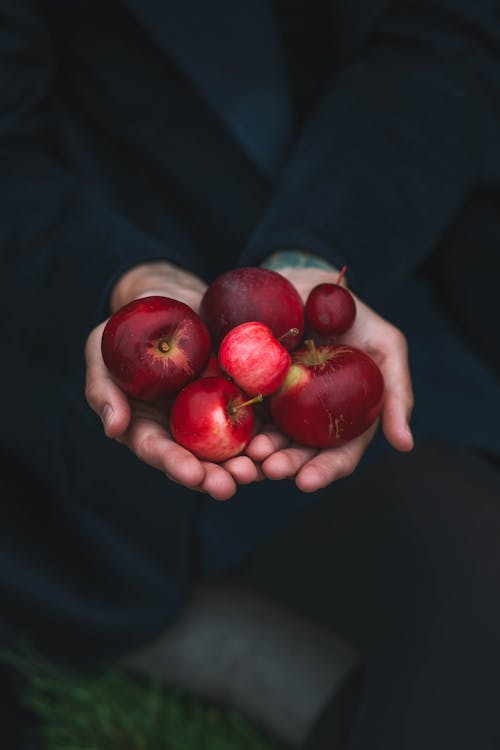 Gratis stockfoto met appels, buiten, dag
