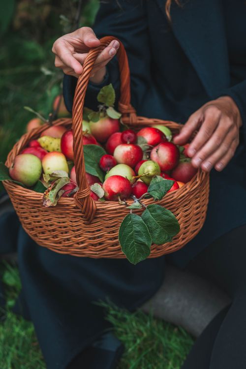 Free Close-up of apples in a wicker basket outdoors in fall, held by a woman. Stock Photo