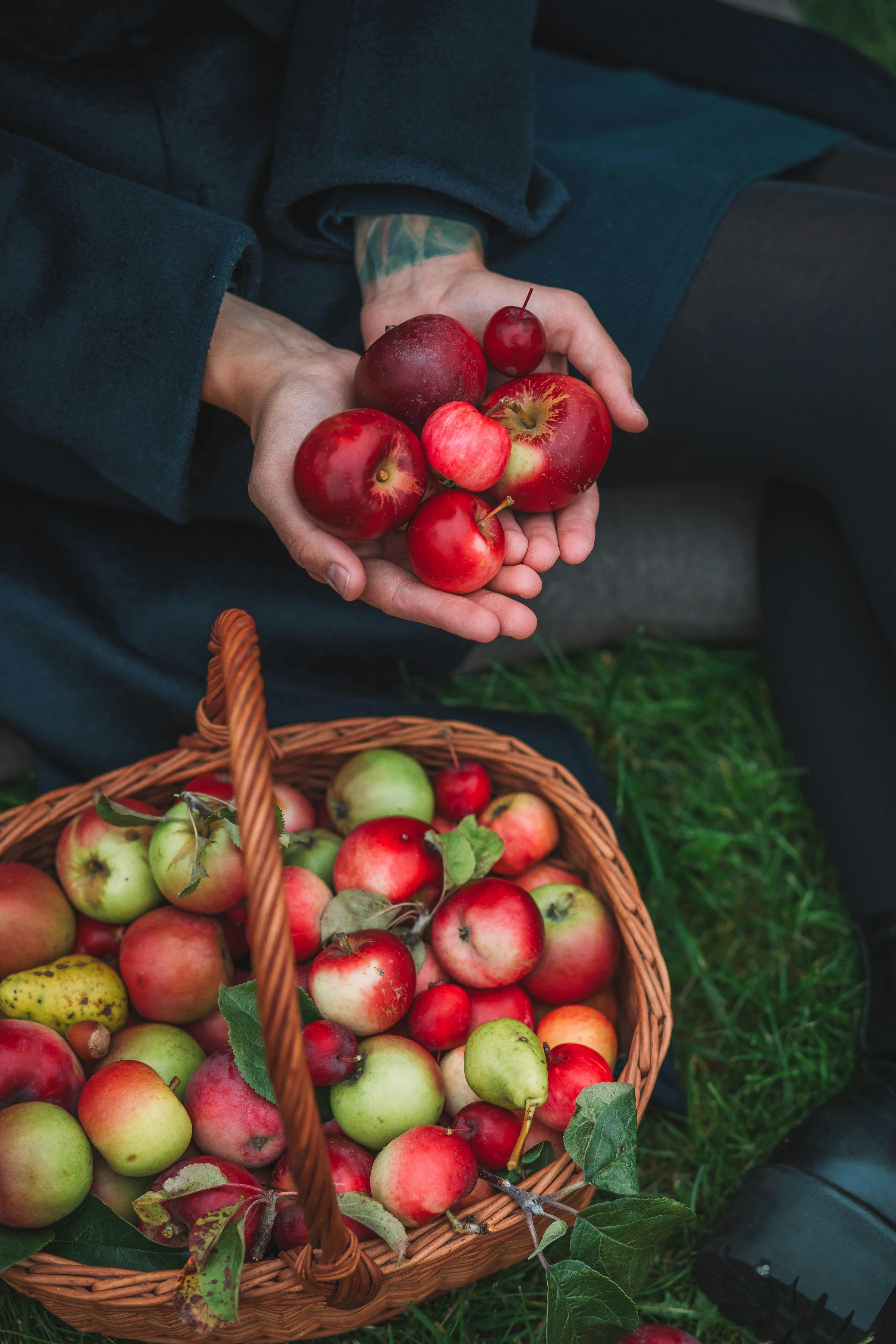 A vibrant basket of mixed apples with hands holding some, set outdoors on green grass.