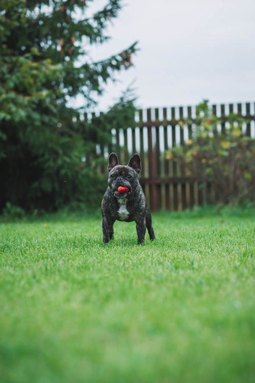 Free A French Bulldog on the Grass  Stock Photo