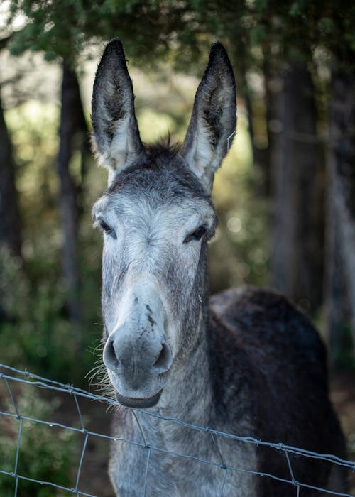 免費 動物, 垂直拍攝, 安達盧西亞驢 的 免費圖庫相片 圖庫相片