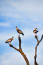 Birds Perched on Branches under a Blue Sky