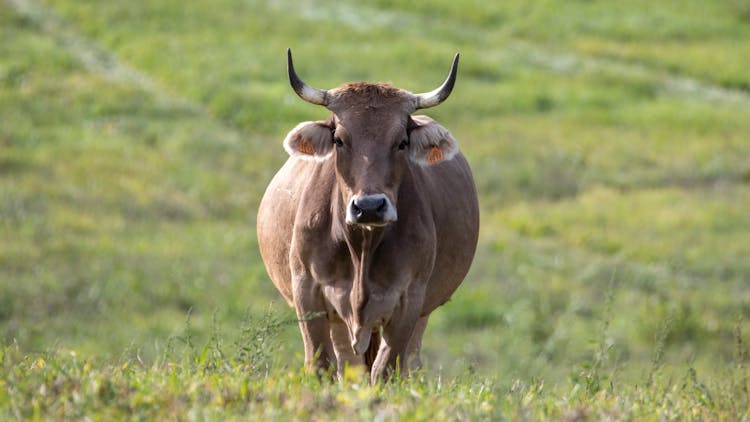 Cow Standing In Pasture