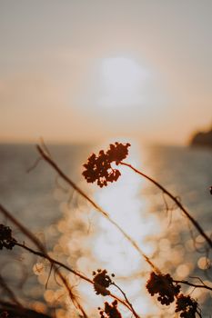 Silhouette of plants against a golden sunset over the sea, capturing serene beauty with bokeh effect.