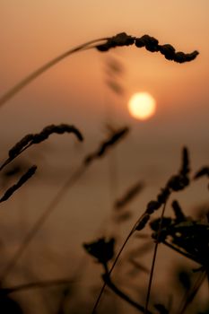 A peaceful capture of grasses silhouetted against an orange sunset sky, evoking tranquility.
