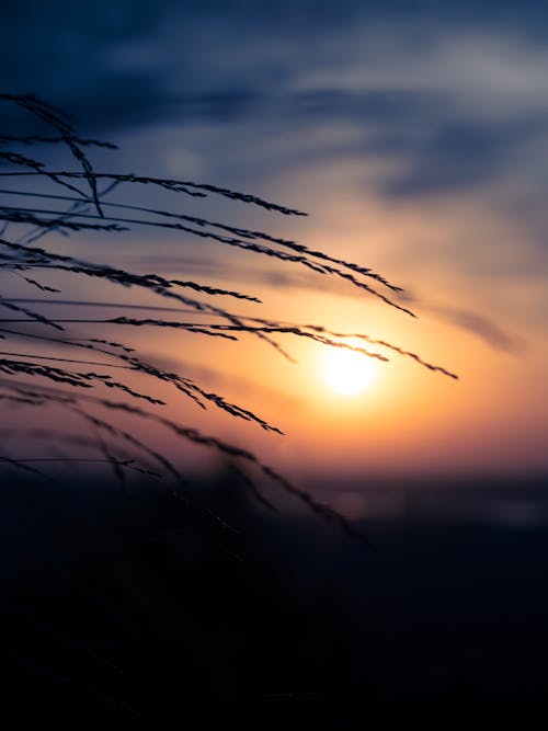 Fotos de stock gratuitas de amanecer, campo, césped