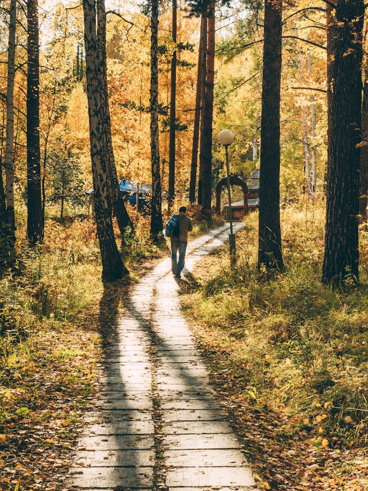 Man Walking In Forest